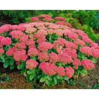 Pflanzen für Dich Staude Sedum spectabile Brillant, 1 St., Prächtige Fetthenne, Herbstfreude