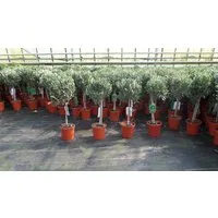 gruenwaren jakubik Olivenbaum Olivenbaum Stamm Olive 80 - 100 cm hoch, beste Qualität, Olea Europaea