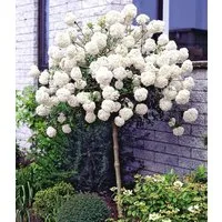 BALDUR Garten Zierstrauch Schneeball-Stämmchen, 1 St., Duftschneeball, duftend, winterhart, mehrjährig, pflegeleicht