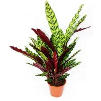 Exotenherz Zimmerpflanze XXL-Schattenpflanze Calathea lancifolia 17cm Topf ca. 60-70cm hoch