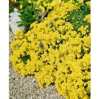 Pflanzen für Dich Staude Alyssum sax. Sulphureum, 1 St., Steinkraut, Felsen-Steinkraut, Felsen-Goldlack