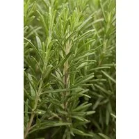 Pflanzen für Dich Staude Rosmarinus officinalis, 1 St., Rosmarin