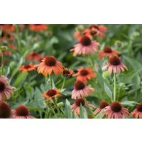 Pflanzen für Dich Staude Echinacea purpurea, 1 St., Roter Sonnenhut, Purpur-Sonnenhut