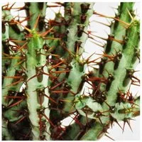 Exotenherz Zimmerpflanze Euphorbia aeruginosa - Wolfsmilch - kleine Pflanze im 5,5cm Topf