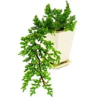 Exotenherz Zimmerpflanze Bonsaï - Juniperus - Genévrier - Cascade - 10x10cm