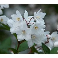 Dehner Zierstrauch Deutzie, Deutzia x magnifica, schneeweiße Blüten, prächtiger Strauch mit lieblichem Duft