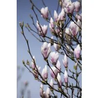 Pflanzen für Dich Gehölze Magnolia soulangiana Heaven Scent, 1 St., Tulpen-Magnolie, Magnolie