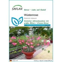 SAFLAX Blumensamen SAFLAX - Samen - Wüstenrose