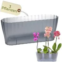 GarPet Blumentopf Orchideentopf Transparent Länglicher Orchideenkasten mit Stufenboden