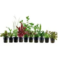 Aquaone Wasserpflanze Set für 80 Liter Aquarien mit 10 Pflanzen Aquariumpflanzen Set Nr.137