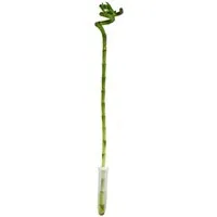 Exotenherz Zimmerpflanze Glücksbambus 'Lucky Bamboo' spiralförmig im Röhrchen ca. 40 cm hoch