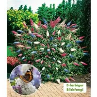 BALDUR Garten Zierstrauch Sommer-Flieder 'Papillion Tricolor', 1 St., Buddleja:hybride, duftend, bienenfreundlich, winterhart