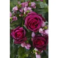 Pflanzen für Dich Rose Rosa Gräfin Diana