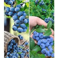 BALDUR Garten Obstpflanze Heidelbeer-Sortiment zum Vorteilspreis, 2 St., Trauben-heidelbeere, winterhart, mehrjährig
