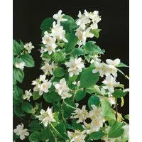 Pflanzen für Dich Gehölze Philadelphus Dame Blanche, 1 St., Duftjasmin, Pfeifenstrauch