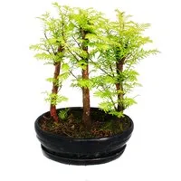 Exotenherz Zimmerpflanze Outdoor-Bonsai Metasequoia glyptostroboides kleiner Wald m. 3 Pflanzen