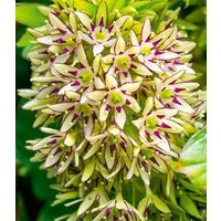 BALDUR Garten Blumenzwiebeln Eucomis 'Bi-Color', Schopflilien, pflegeleicht, kübelgeeignet