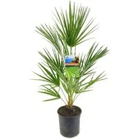 meinvipshop Kübelpflanzen Mediterrane Palme 80cm XXL