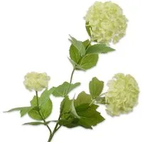 Künstliche Zimmerpflanze Seidenblume Schneeball Zweig Grün (61cm), SILK-KA