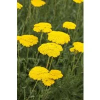 Pflanzen für Dich Staude Achillea filip. Parker, 1 St., Gold-Garbe, Schafgarbe