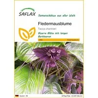 SAFLAX Blumensamen SAFLAX - Samen - Fledermausblume