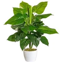 Künstliche Zimmerpflanze Jarla, 50cm hoch, 31cm breit Philodendron, OTTO home, Höhe 50 cm, naturgetreue Kunstpflanze im weißen Keramiktopf