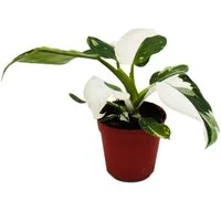 Exotenherz Zimmerpflanze Philodendron White Princess - weiß-grüner Baumfreund - 12cm Topf
