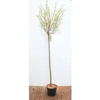 Pflanzen für Dich Gehölze Salix integra Hakuro Nishiki, 1 St., Harlekinweide, Japanische Weide