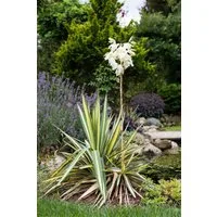 Pflanzen für Dich Staude Yucca filamentosa, 1 St., Fädige Palmlilie, Garten-Yucca, Adam's Nadel