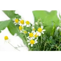 Pflanzen für Dich Staude Matricaria recutita, 1 St., Echte Kamille, Kamille