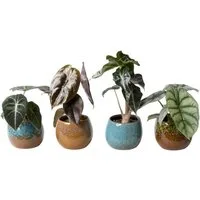 meinvipshop Zimmerpflanze Pflanzenset Alocasia gemischt 4er Set mit Übertopf Zimmerpflanze