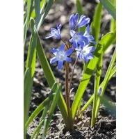 Pflanzen für Dich Staude Scilla siberica, 1 St., Sibirischer Blaustern, Blaustern