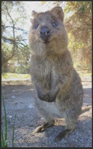 Fussmatte Quokka 7322 | Größe: 60 cm x 90 cm