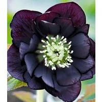 BALDUR Garten Rose Gefüllte Christrose 'Black Swan', 2 St., Weihnachtsschneerose, winterhart, reichblühend, pflegeleicht