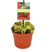 Exotenherz Zimmerpflanze Venusfliegenfalle - Dionaea muscipula - 9cm Topf
