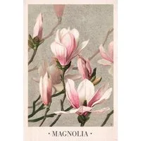 Close Up Poster Magnolia Poster L. Prang & Co 1886 61 x 91,5 cm