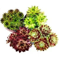 Exotenherz Beetpflanze Hauswurz - Set aus 4 verschiedenen Sempervivum-Sorten