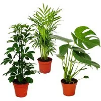 Exotenherz Zimmerpflanze Grünes Trio Set mit 3 Grünpflanzen Chamaedorea Monstera -Schefflera