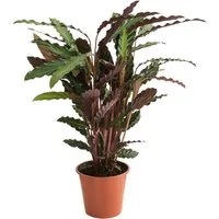 Dehner Zimmerpflanze Korbmarante Calathea Wavestar, 80-90 cm, ca. 80 - 90 cm, gewellte, grün, rote Blätter, luftreinigend