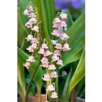 Pflanzen für Dich Staude Convallaria majalis Rosea, 1 St., Maiglöckchen, Maierisli, Mairöschen