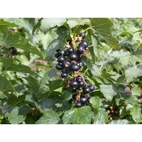 Pflanzen für Dich Obstpflanze Ribes nigrum Silvergieters Schwarze, 1 St., Schwarze Johannisbeere, Silbergieters Schwarze, schwarze Beeren, vitaminreich