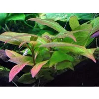Aquaone Wasserpflanze Aquarium Pflanze Hygrophila Compact Nr.052D