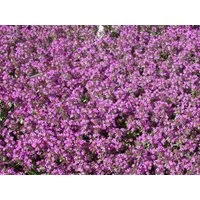 Pflanzen für Dich Staude Thymus serpyllum, 1 St., Sand-Thymian, Feld-Thymian, Quendel