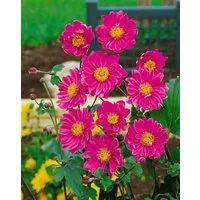 Pflanzen für Dich Staude Anemone japonica Pamina, 1 St., Japanische Herbstanemone, Herbstanemone