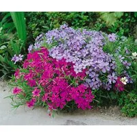 Pflanzen für Dich Bodendecker Phlox sub. Atropurpurea, 1 St., Polsterphlox, Teppichphlox, purpurrot, teppichbildend