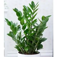 BALDUR Garten Zimmerpflanze Zamioculcas, 1 St., Zimmerpflanze, pflegeleicht