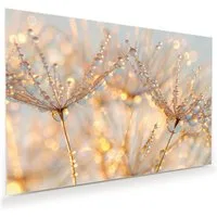 Primedeco Glasbild Wandbild Tautropfen Panorama mit Aufhängung, Blumen & Pflanzen (21 verschiedene Größen, 1 St), Elegante Aufhängung