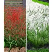 BALDUR Garten Gräser Ziergras-Kollektion, 6 St., Gräser-Mix, winterhart, mehrjährig, pflegeleicht