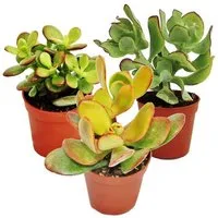 Exotenherz Kaktus Geldbaum-Set, 3 verschiedene Crassula-Arten im 5,5cm Topf