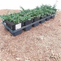 Pflanzen für Dich Bodendecker Cotoneaster micro. Streibs Findling, 1 St., Kriechmispel, Zwergmispel, bodendecker, immergrün